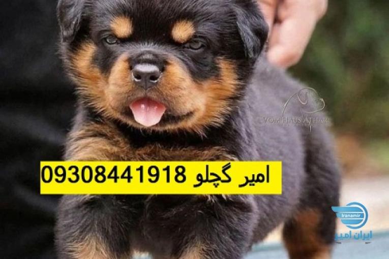 خرید فروش سگ روتوایلر نگهبان وفادار و محکم