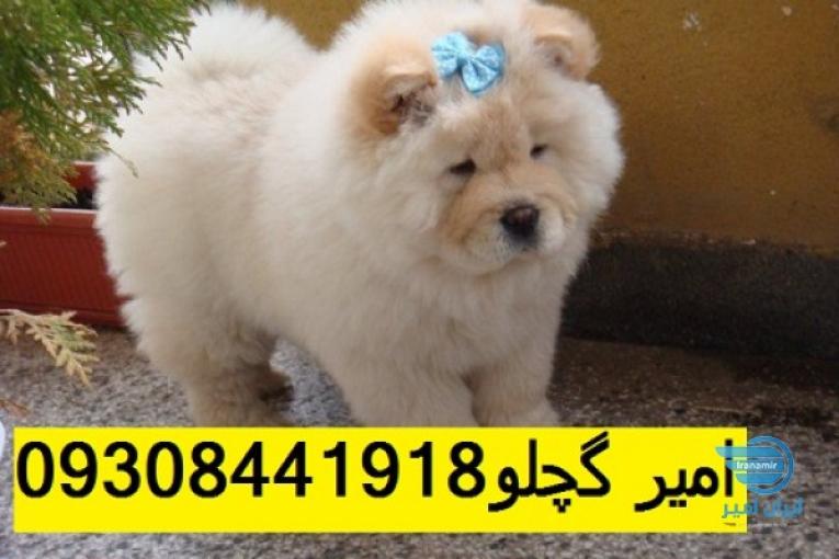 خرید فروش سگ چاو چاو وفاداری با ضمانت