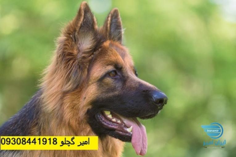 خرید فروش سگ ژرمن بصورت ویژه و تخصصی