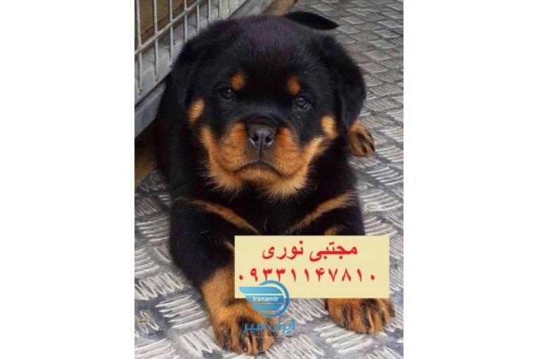 فروش سگ نژاد ژرمن بلک با ضمانت کتبی و ضمانت اصالت و سلامت 