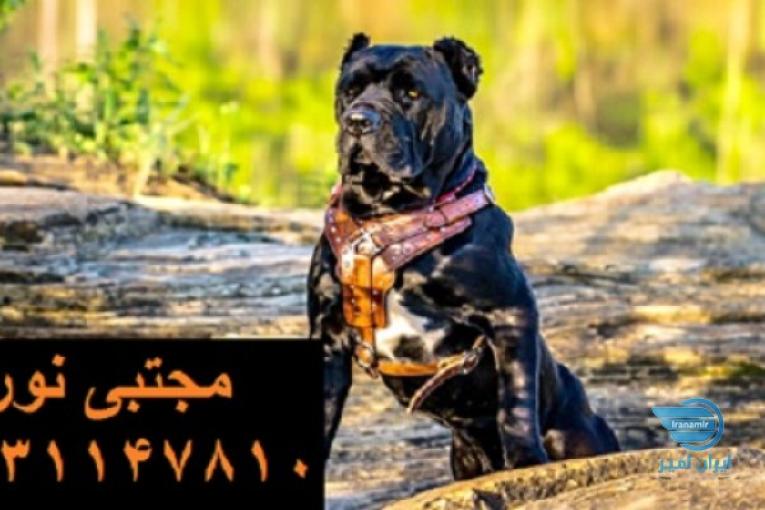 کن کورسو همراهی استثنایی برای خانواده شما _ سگ خاص برای افراد خاص
