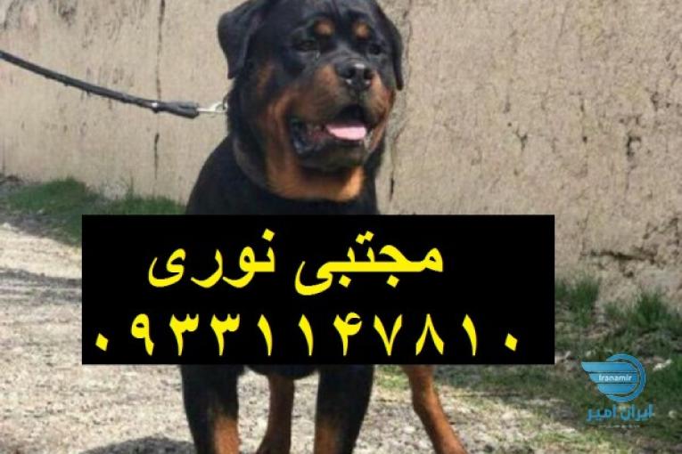  روتوایلر بهترین انتخاب برای امنیت خانواده _ فروش روتوایلر وارداتی