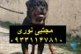  روتوایلر بهترین انتخاب برای امنیت خانواده _ فروش روتوایلر وارداتی>