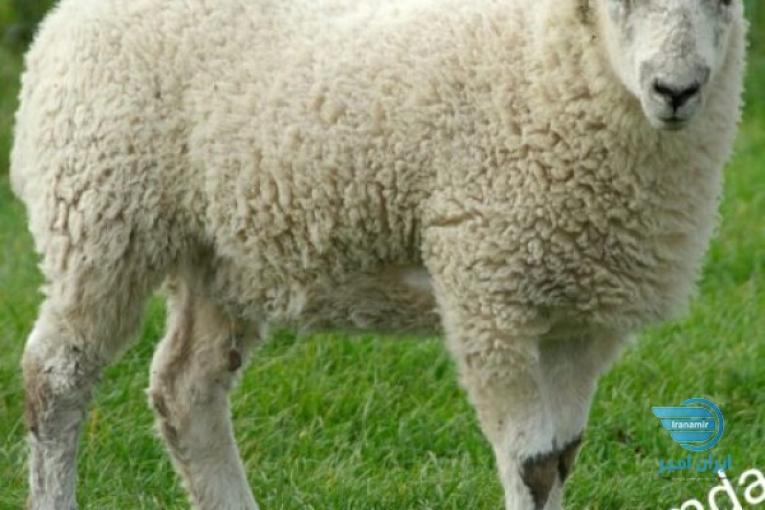 گوسفند زنده در مشهد جهت مراسم عروسی عقیقه