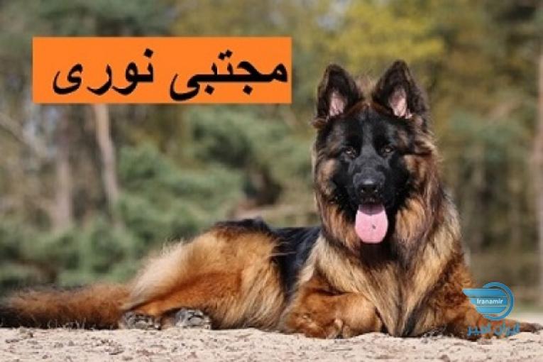خرید سگ ژرمن شپرد شولاین اصیل با بهترین قیمت و سلامت تضمینی ????”