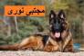 خرید سگ ژرمن شپرد شولاین اصیل با بهترین قیمت و سلامت تضمینی ????”>