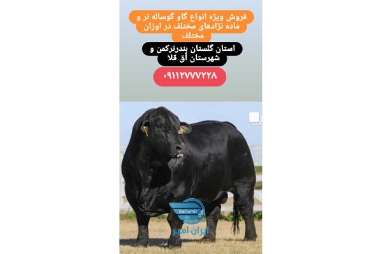 فروش گوساله نر 