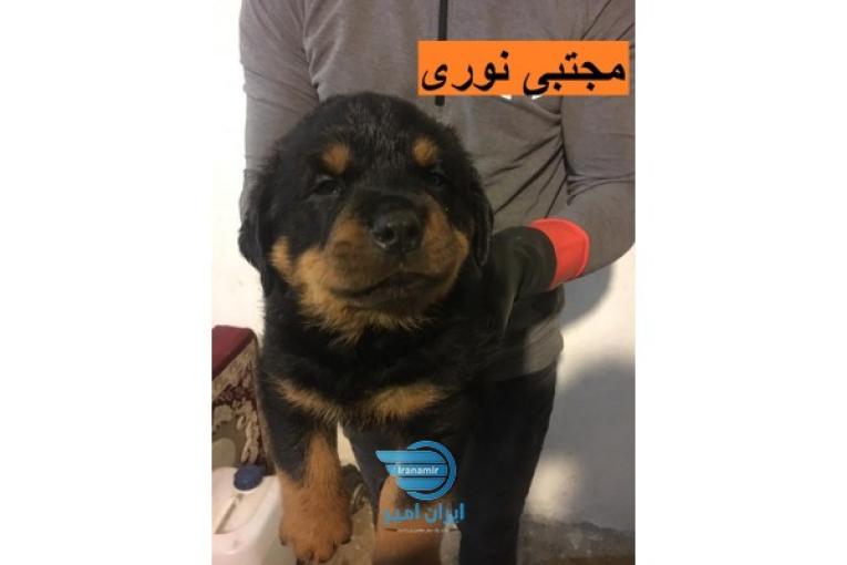 فروش توله و بالغ سگ روتوایلر اصیل آمریکایی با بهترین کیفیت 