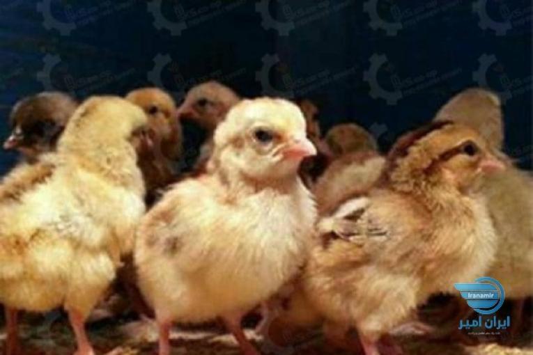 جوجه مرغ بومی
