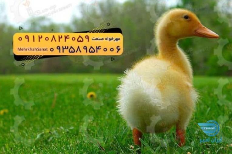 جوجه اُردک گوشتی