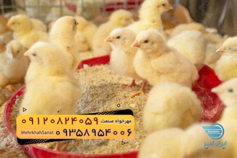 جوجه راس ۳۰۸