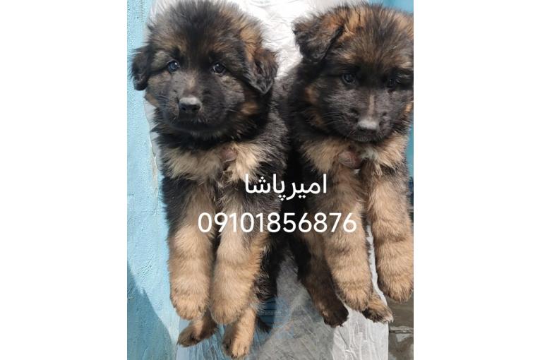 فروش توله سگ ژرمن انواع تیپ های اورجینال متن آگهی مطالعه شود 