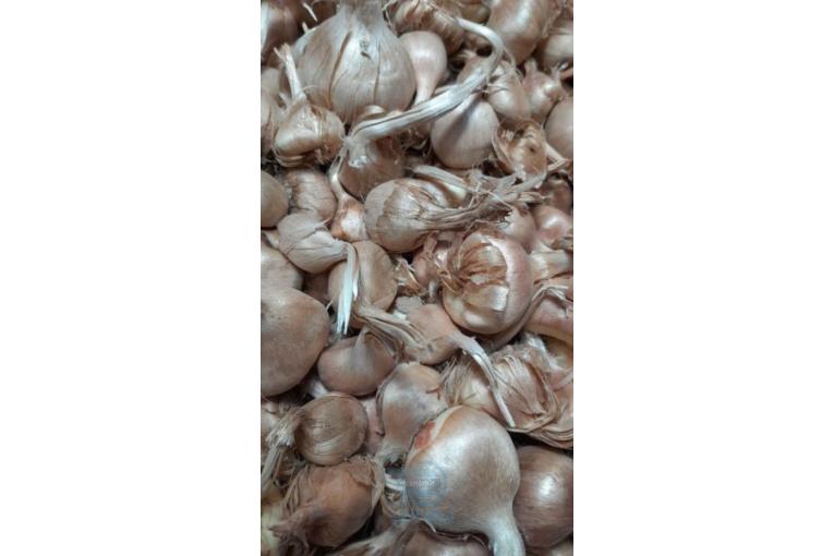 کاشت پیاز زعفران