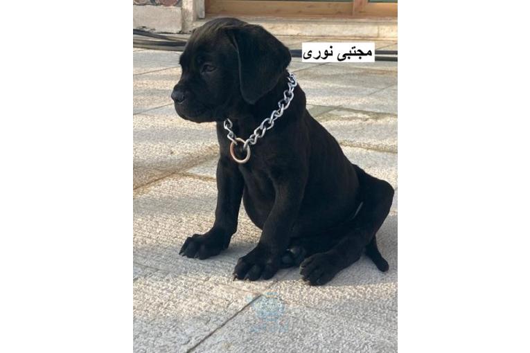 فروش بهترین کیفیت و نژاد اصیل توله کن کورسو 