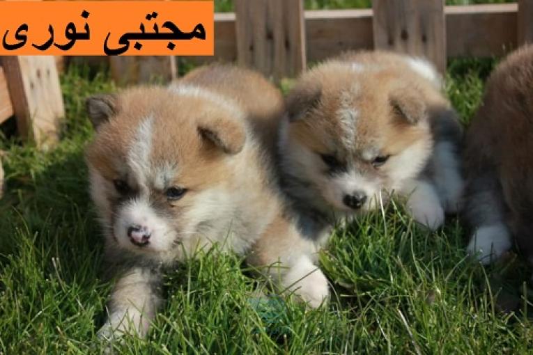  فروش توله سگ نژاد آکیتا ژاپنی درجه یک اصیل