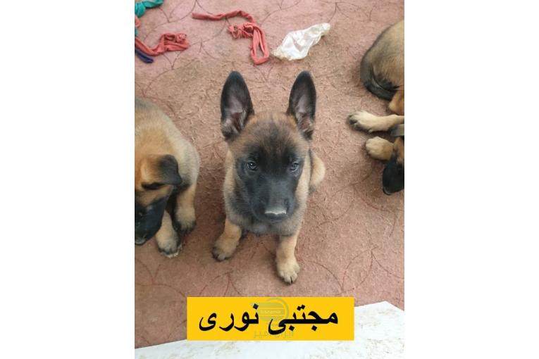 خرید و فروش توله مالینویز اصیل بلژیکی با ضمالنت کتبی اصالت و سلامت