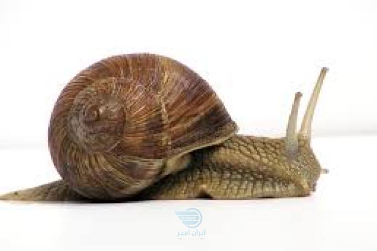 آموزش تخصصی پرورش حلزون