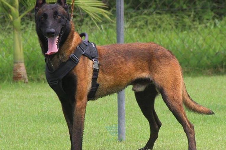 مرکز فروش سگ مالینویز ، توله مالینویز نر و ماده