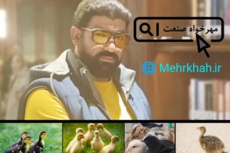 جوجه گوشتی جوجه بومی 