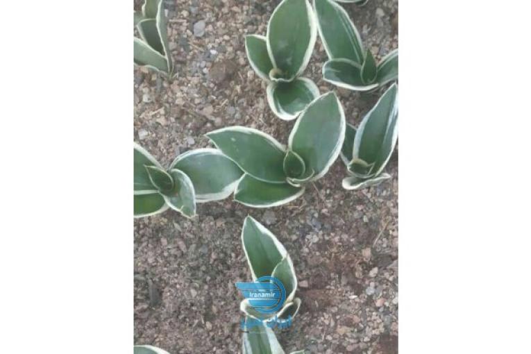 گلخانه حورا کاکتوس