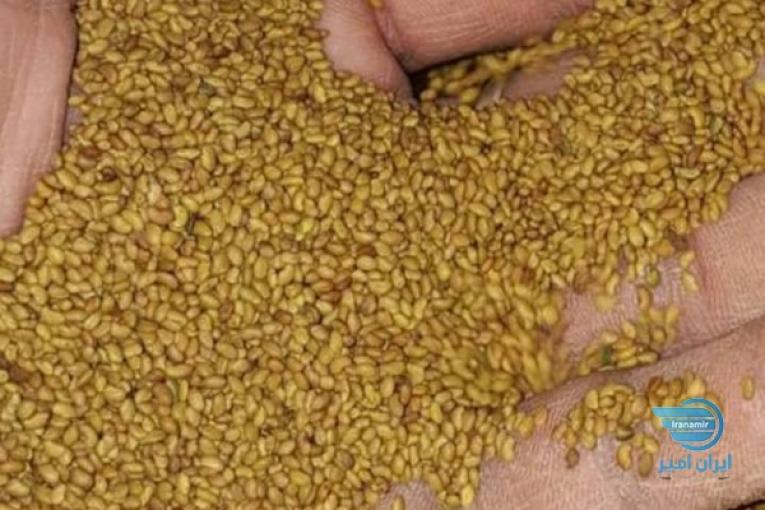 بذریونجه اصیل همدانی جمع اوری شده از روستاهای اطراف