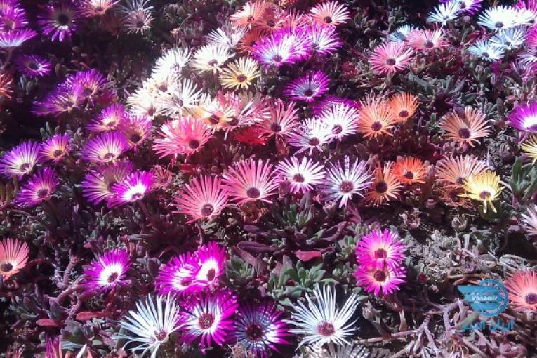 خدمات نگهداری و احداث فضای سبز 