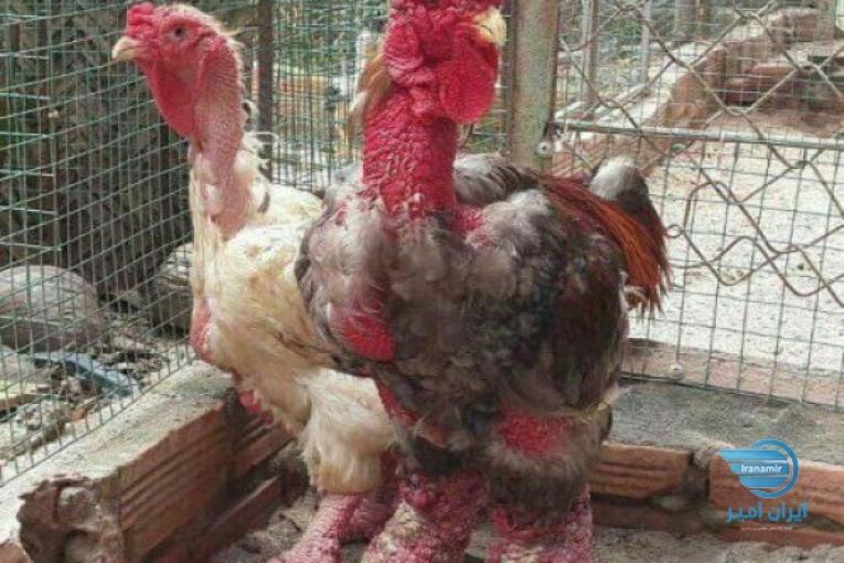 مرغ وخروس ایام برسه لاکندزی ویاندوت فونیکس آراکانا