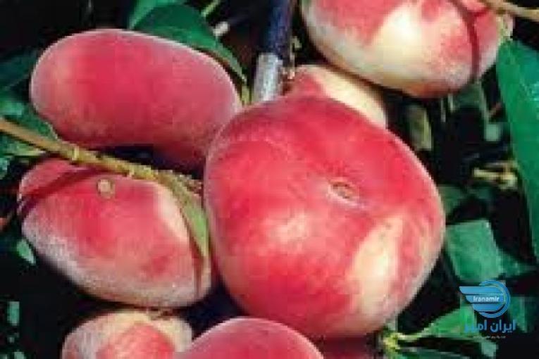 فروش انواع نهال درخت شناسنامه دار