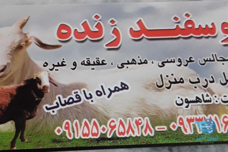 گوسفند زنده