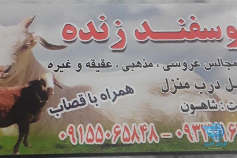 گوسفند زنده