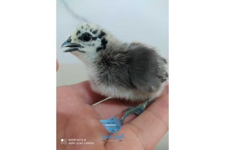 مرغ و خروس لاکندزی ایام سمانی