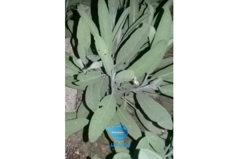 فروش نشاء گیاهان دارویی
