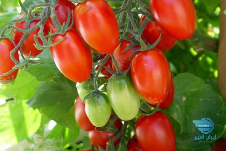 تولید و فروش عمده و بدون واسطه گوجه زیتونی گلخانه
