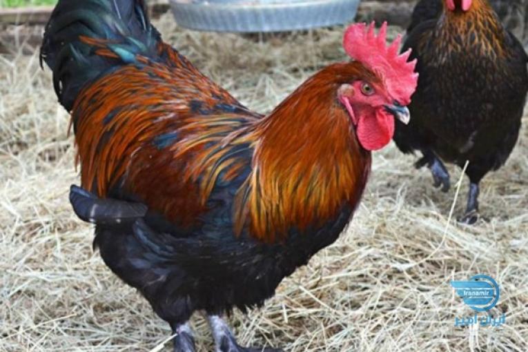 مرغ و خروس مارانس یا ماران تخم قرمز