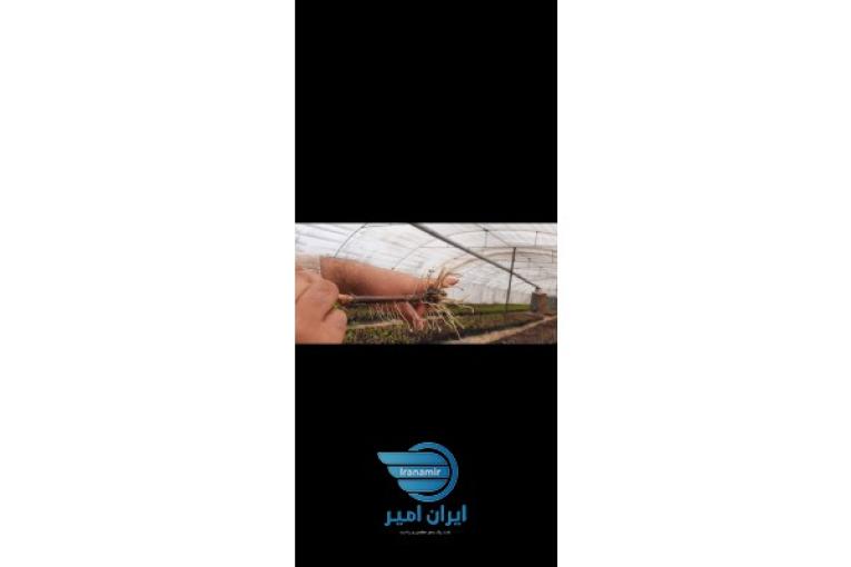نهال انگور ترکمن ۴