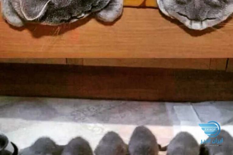 جفتیابی‌‌پرشین‌کت