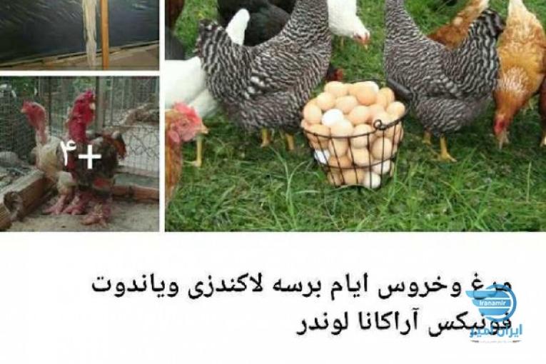 مرغ وخروس ایام برَسه لاکندزی ویاندوت