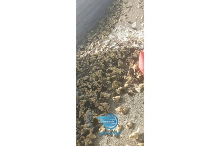 جوجه اردک چند روزه (عمده/جرئئ) 