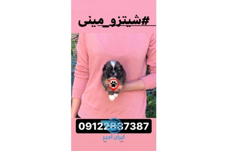 فروش شیتزو فلت