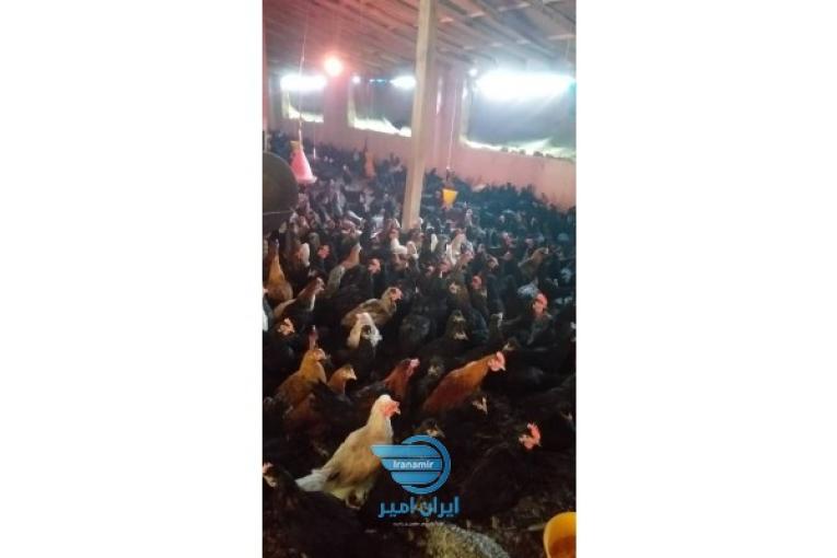 فروش مرغ محلی