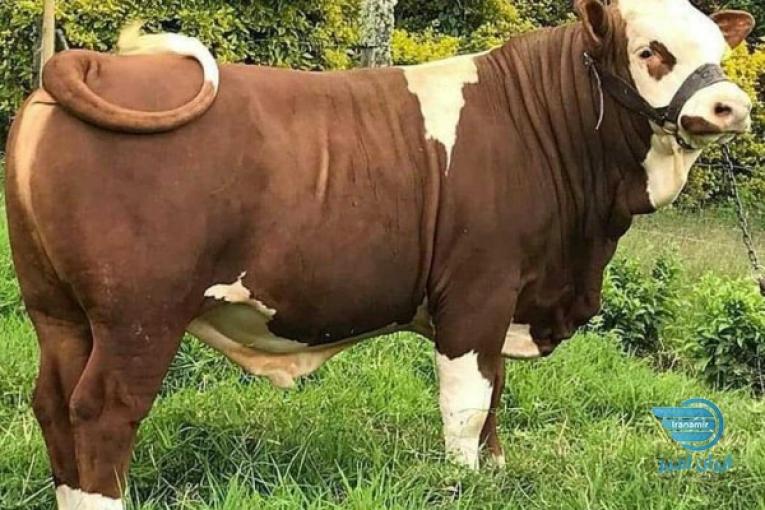 خرید فروش گوساله پرواری بهترین جنس