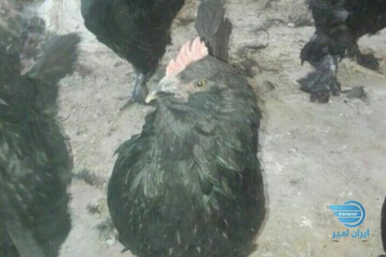 مرغ و خروس اصیل مرندی