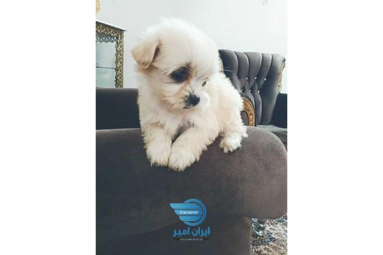 سگ پاکوتاه توله نژاد