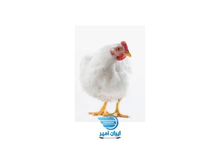ی جوجه مرغ گوشتی کلیه نژادها(کاپ-راس-هوبارد)                       