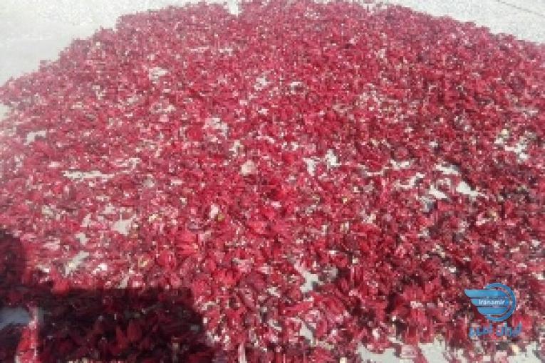 فروش چای ترش و بذر در دلگان از 100 کیلو تا 10 تن