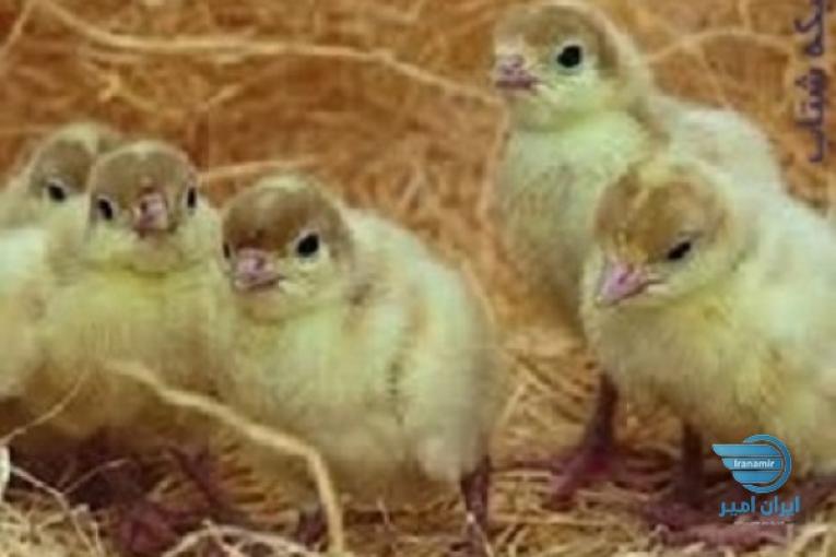 فروش جوجه‌ بوقلمون بیوتی (but) فوق سنگین