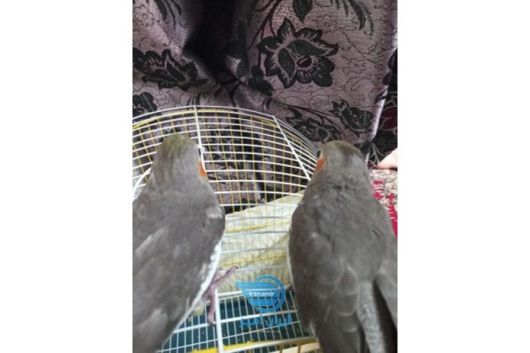 جوجه عروس هلندی