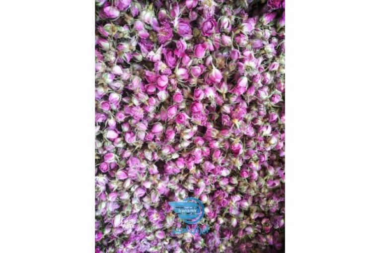 غنچه محمدی 