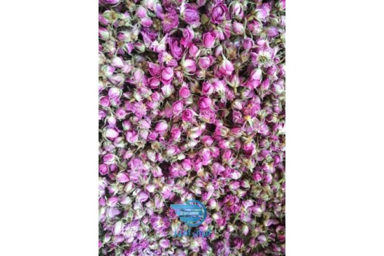 غنچه محمدی