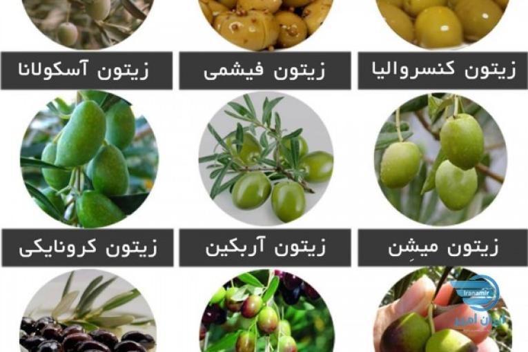 نهال زیتون | خرید نهال | قیمت نهال زیتون | 